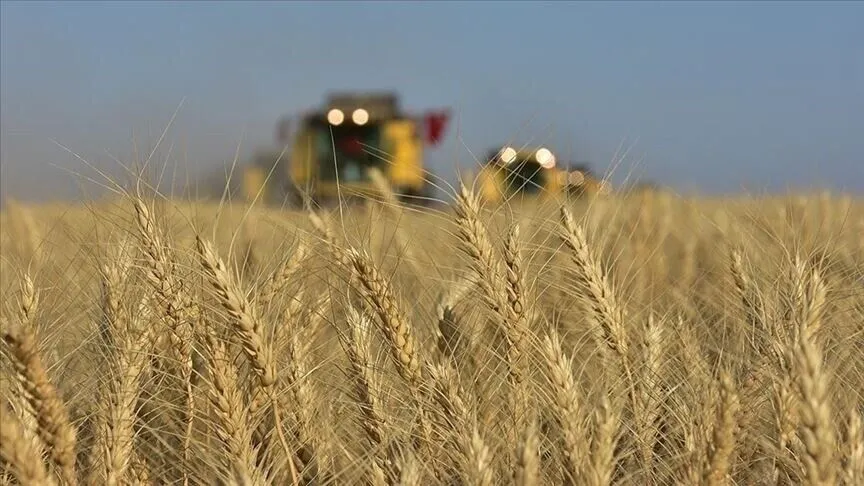Buğday fiyatları 2 yılın en yüksek seviyesini gördü